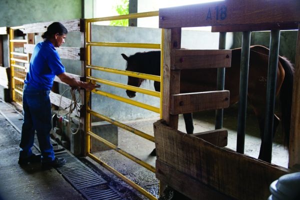 Hombre en la zona de Cuadras asegurando una puerta en donde se encuentra un caballo