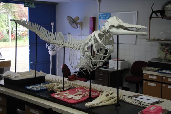 Osamenta animal sobre mesa en el laboratorio de Anatomía