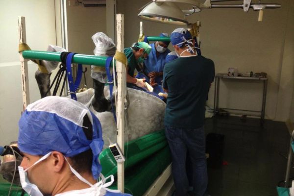 Varios especialistas en cirugía en el Hospital de Especies Mayores