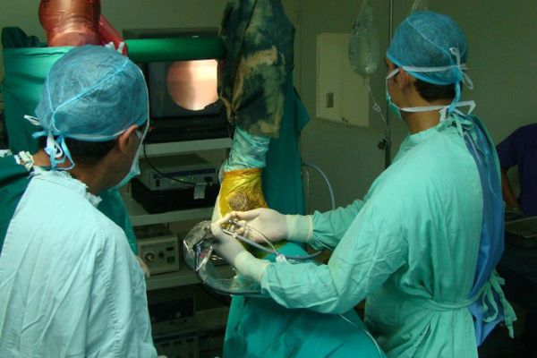 Dos especialistas realizando cirugía en el Hospital de Especies Mayores