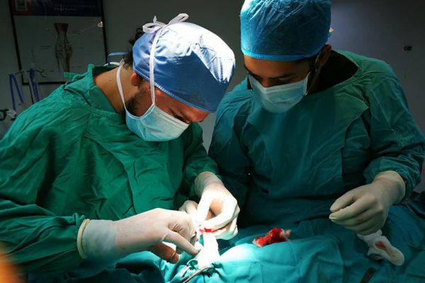 Dos especialistas en cirugía en el Hospital de Especies Menores