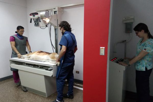 Dos especialistas en la zona de Rayos X en Hospital de Especies Menores